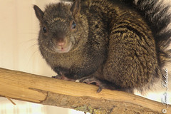 Yucatan-Hu00f6rnchen (Yucatan squirrel)