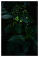 #SONY #ILCE7M2 #a7ii #Sonyimages #40mm #voigtlander #nokton #nokton40mmf14sc #botanical #plant #plantart #botanicalphotography #botanicalart #bokeh #Depthoffield #dof #Asia #Tokyo #Japan #u5409u7965u5bfa #u4e95u306eu982du6069u8cdcu516cu5712 #u6b66u8535u91ceu5e02 #shinikegamigreen