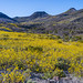 Death Valley National Park Wildflowers Superbloom Elliot McGucken Fine Art Landscape Photography American Desert Southwest