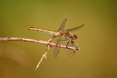 Dragonfly  (由  joannawoj10