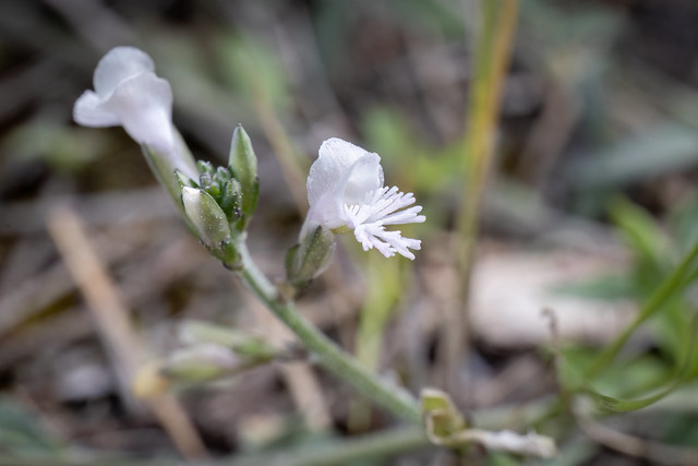 Polygala venulosa (a milkwort) - Polygalaceae - Smygies, Akamas Peninsula, Cyprus-Edit