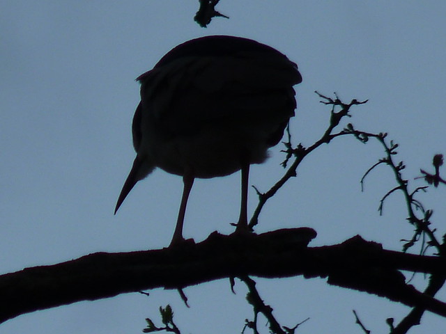 Silhouette of a Black Crowned Night Heron
