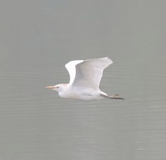 Cattle Egret flying over water.
