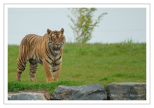 Tigre de Sumatra - Panthera tigris sumatrae