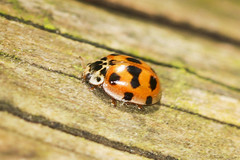 10 Spot Ladybird - Adalia 10-punctata