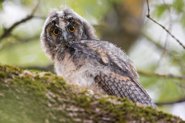 Long-eared owl - Waldohreule