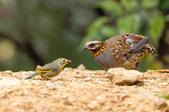 Torquu00e9ole u00e0 gorge rousse - Arborophila rufogularis - Rufous-throated Partridge