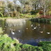 			<p><a href="https://www.flickr.com/people/surriyamm/">flowerofwoods</a> posted a photo:</p>
	
<p><a href="https://www.flickr.com/photos/surriyamm/53696318101/" title="Ducks - Ireland"><img src="https://live.staticflickr.com/65535/53696318101_f52d10bf1e_m.jpg" width="240" height="180" alt="Ducks - Ireland" /></a></p>

<p></p>
