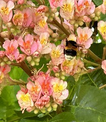 Pink Chestnut flowers and Bumble Bee