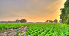 Agricultural potato fields. Wilhelminaweg, village of Aarle-Rixtel, The Netherlands.