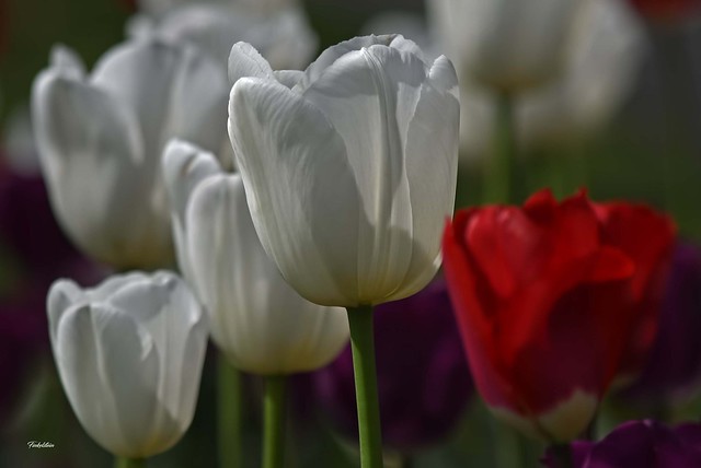 TGIF -- tulip glow; it's Friday