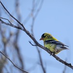 Worth its weight And worth my wait too. An American Goldfinch, finally. Thanks to [https://www.flickr.com/photos/rwiskowski] for the confirmed identification.
