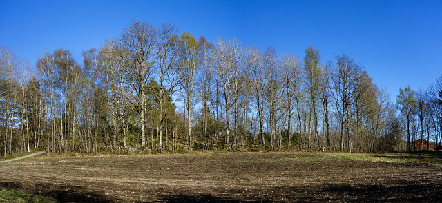 Grove by a plowed field at Myrstigen