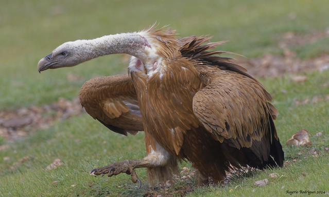 Gyps fulvus | Grifo |  Griffon Vulture
