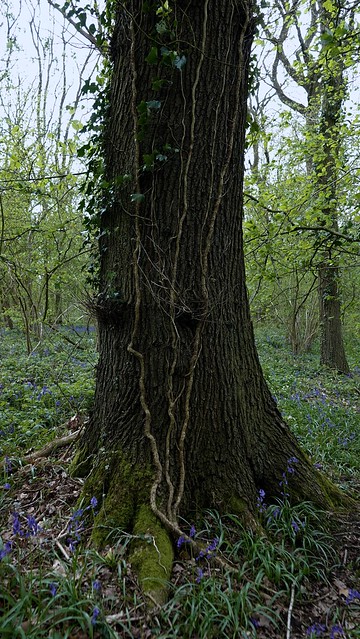 Ploughman Wood. April 2024. Vines [in explore] (Flickr Explore)