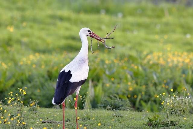 Ooievaar - (White Stork)