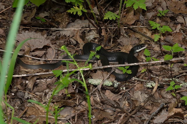 Coluber constrictor (North American Racer), Flat Rock Cedar Glades and Barrens State Natural Area, Rutherford County, Tennessee