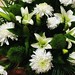 Memorial Flowers, Wednesday, April 24th, 2024, Westover Memorial Park, Augusta, Georgia