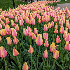Blushing Beauty Tulips