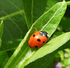 Ladybird:  3.5.24.