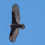 2024-05-04 Horn Pond - Woburn MA (273) May 4, 2024 - Horn Pond, Woburn, Massachusetts - turkey vulture