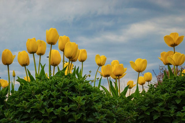 Midtown Tulips