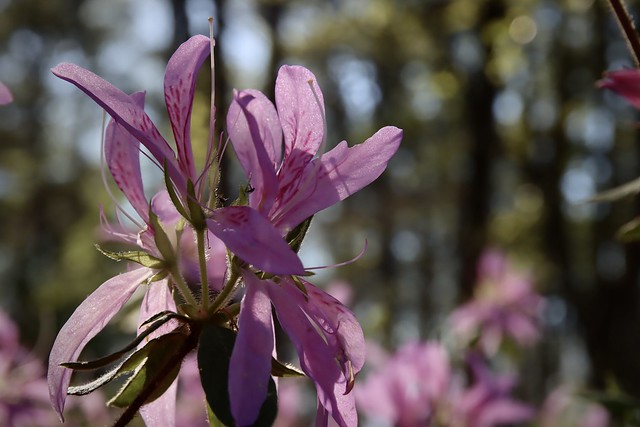 lavender azalea