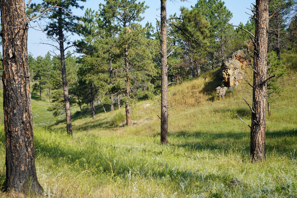 Knowlton Tree 16 | Strategic tree thinning as part of the Knowlton-Pine Hi… | Flickr