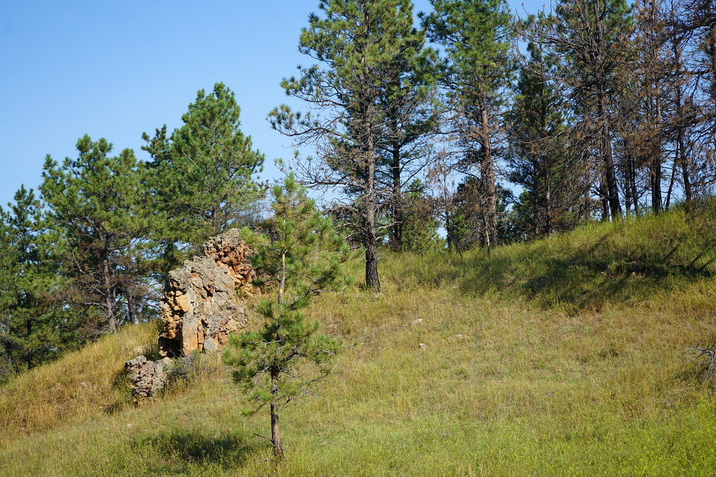 Knowlton Tree 30 | Strategic tree thinning as part of the Knowlton-Pine Hi… | Flickr