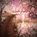 Cherry Blossom Community_5