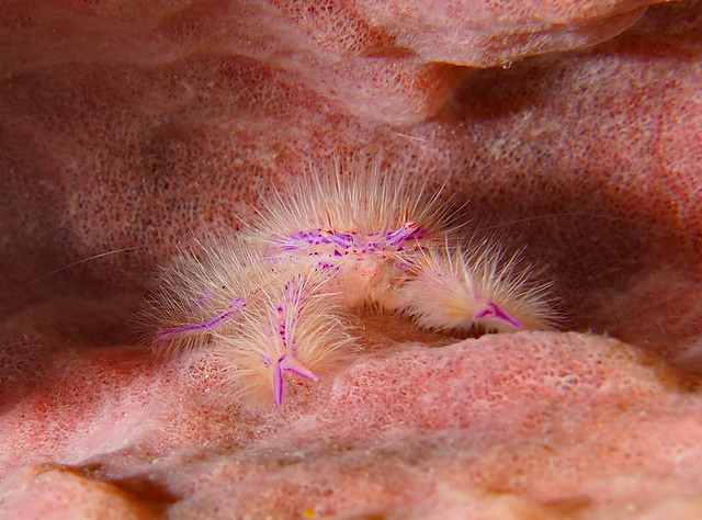 Hairy Squat Lobster  (Lauriea siagiani)