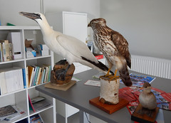Bird study area in the Skagen Lighthouse in the north of Denmark