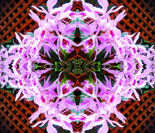 Olbrich Gardens Purpe Flower Quadrant Kaleidoscope (2) | by Roger's quadrant kaleidoscopes