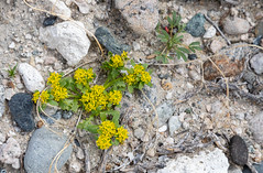 Yellow Pepperweed