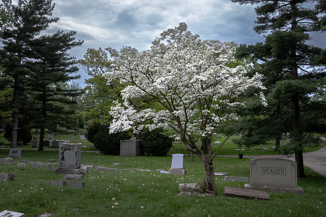 Spring Cemetery Evening