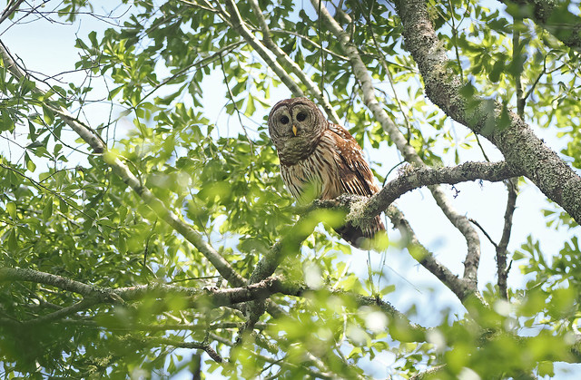 Barred Owl (Texas, USA)