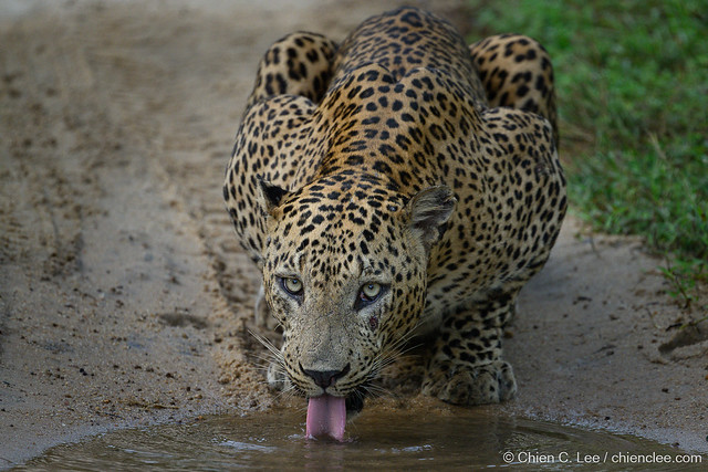Sri Lankan Leopard (Panthera pardus kotiya) ♂