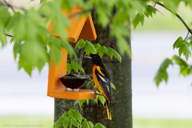 Northern Oriole, Spring 2024