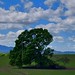 Oak Tree with the Malvern Hills