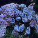 Thriving coral heads