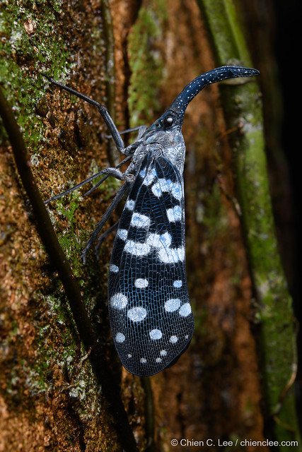 Lanternflies (Pyrops maculatus)