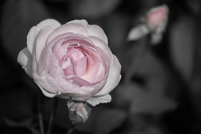 Roses_Q5I5335