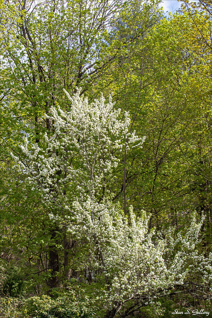 May - Emerging spring foliage in the woods
