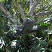 127 Santa Barbara Zoo (114) - Dragonfly Model