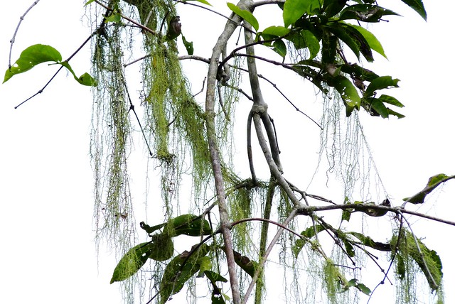 Stringy Moss on Trees in Iguazu Falls, Argentina