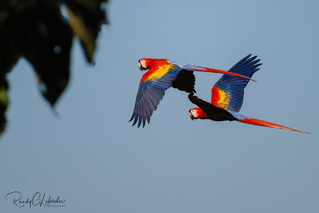 Scarlet Macaw | Ara macao | 2023 - 6