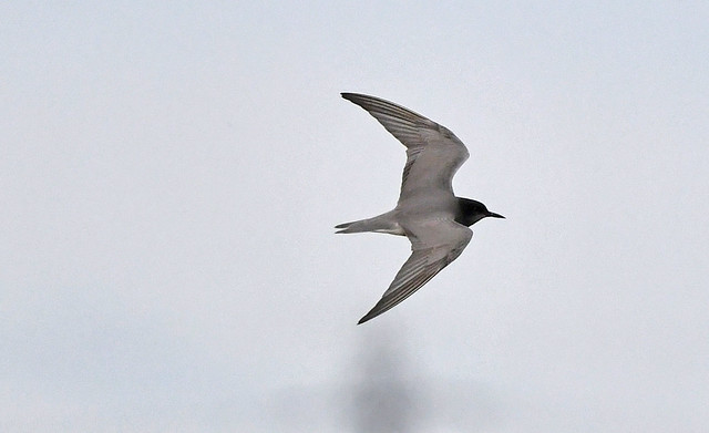 Black Tern over Frampton marsh. Reedbed hide.