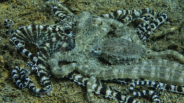 p1100935_Mimic octopusses fighting (mating?)