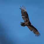 2024-05-04 Horn Pond - Woburn MA (93) May 4, 2024 - Horn Pond, Woburn, Massachusetts - turkey vulture