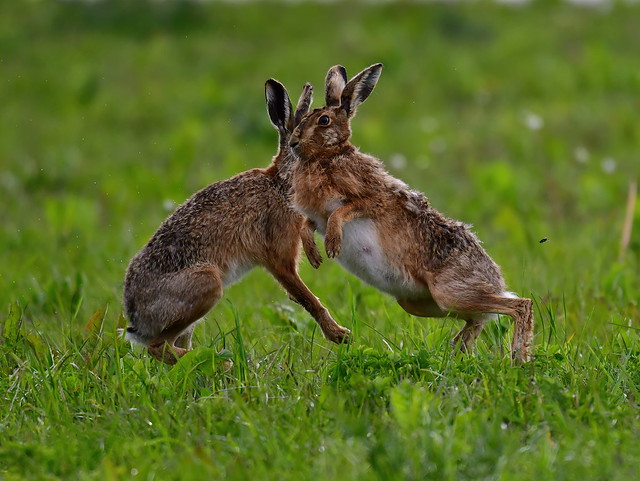 Hare fight